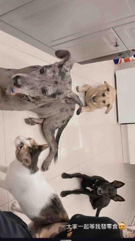 毛管家寵物保姆 - 寵物到府