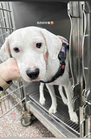 毛管家寵物保姆 -  動物醫院