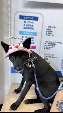 毛管家寵物保姆 - 動物醫院