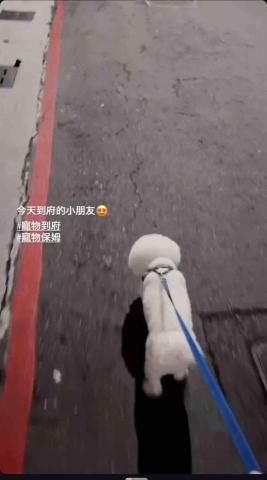 毛管家寵物保姆 -  寵物到府