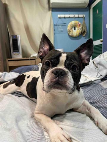 毛大叔狗私塾 - 憨厚貪玩的波士頓哎呀呀
#狗學生 毛大叔狗私塾 - 憨厚貪玩的波士頓哎呀呀
#狗學生