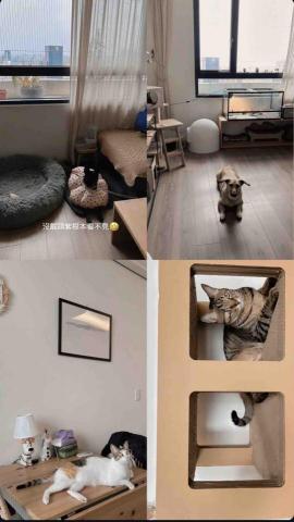 毛管家寵物保姆 - 寵物到府