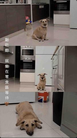 毛管家寵物保姆 - 寵物到府