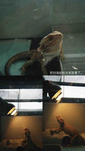 毛管家寵物保姆 - 飼主家的特寵(^V^)