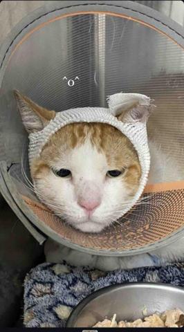 毛管家寵物保姆 -  動物醫院