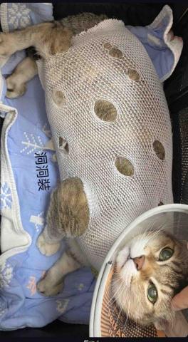 毛管家寵物保姆 - 動物醫院