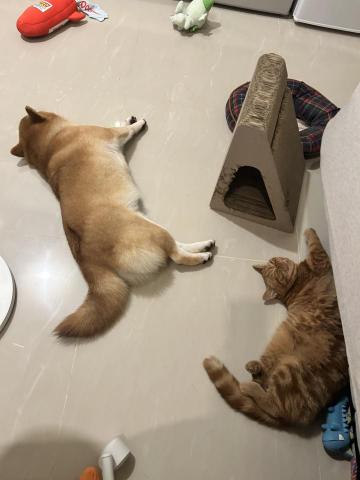 鄭梓康 - 長期配合客戶charlie&yuuri