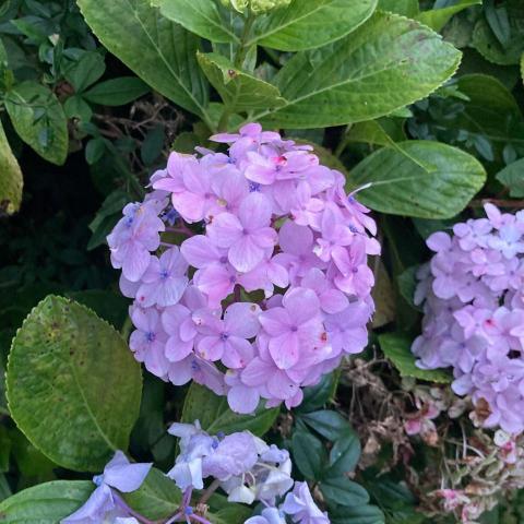 提供高中化學服務的專家Enlan Hu