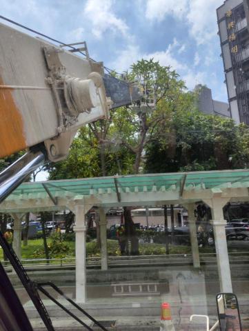 給力起重 王 - 華聲公園修樹