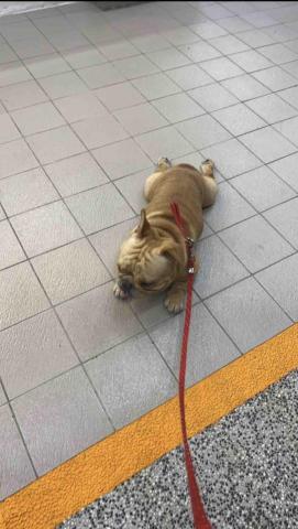 蓓蓓 - 帶可愛的勾錐ㄟ去散步