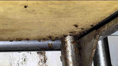 傑出專業除蟲工作室-專業除白蟻服務 - 躲藏在縫隙餐檯的蟑螂