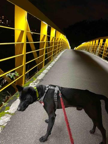 蓓蓓 - 可愛的cofe在夜間散步