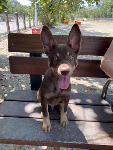 蓓蓓 - 活潑好動的咖啡在寵物公園散步