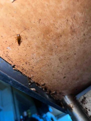 傑出專業除蟲工作室-專業除白蟻服務 - 躲在餐檯縫隙的蟑螂