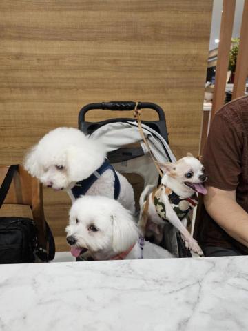 藝奇寵物住宿/安親 - 