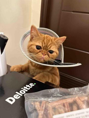 鄭梓康 - 曾代客送醫看診