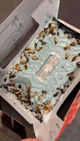 傑出專業除蟲工作室-專業除白蟻服務 - 蟑螂屋檢測捕捉