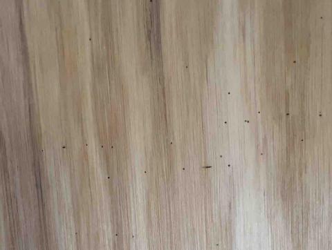 傑出專業除蟲工作室-專業除白蟻服務 - 蛀蟲 木蠹蟲，木頭夾板已經遭蛀蝕千瘡百孔