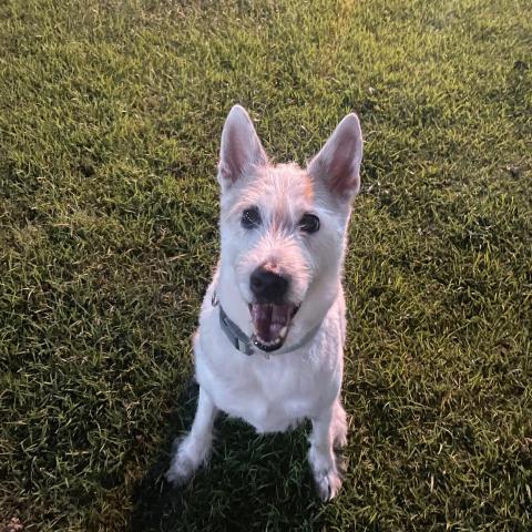 提供保母服務的專家Blue