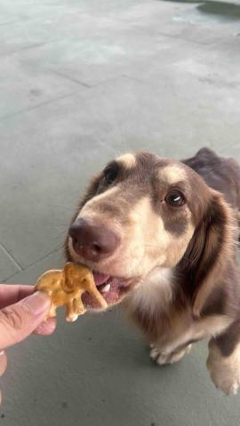 呂冠賢 - 這是寄養在我家的狗狗
頂樓是自家的可以讓狗狗在上面玩