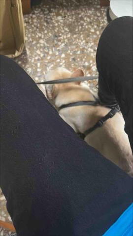 Saya - 帶家狗散步前被他綑綁住的照片