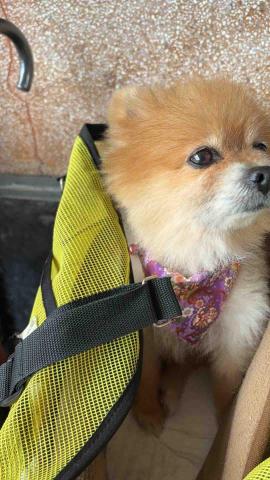 球球她媽 - 客人的老狗狗後腳已無力~也是要散步呀❤️