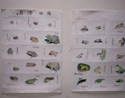 詹于萱 - 高中繪畫作品-台灣蛙類