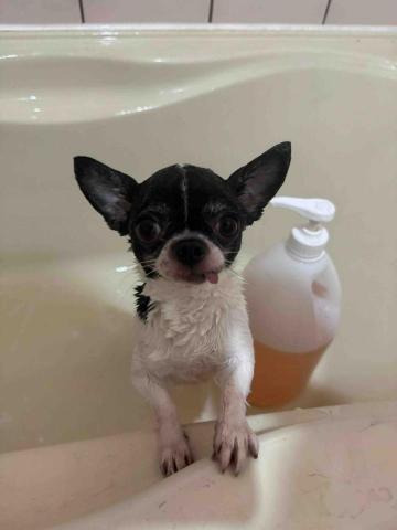 球球她媽 - 幫客人帶小吉去洗澡❤️美容師回傳照片～