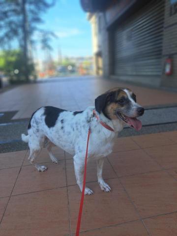 郭晉 - 客戶寄養米克斯