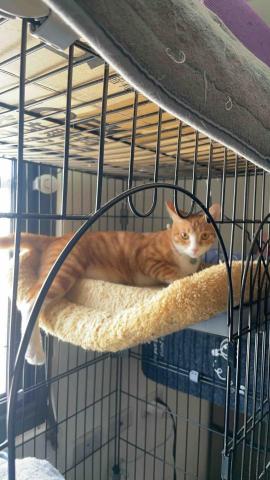 阿肥的家 - 我是麻糬啦