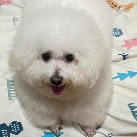 提供遛狗绳服務的專家許依婷