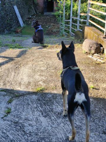 寶寶House渡假瘋 - 福寶、麻糬 大庭院
