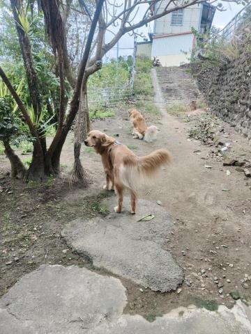 寶寶House渡假瘋 - 寶寶、笨笨