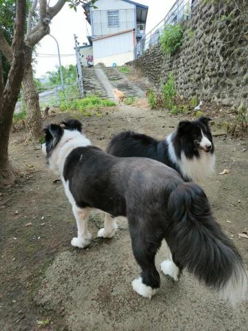 寶寶House渡假瘋 - 寶寶、貝拉、Happy