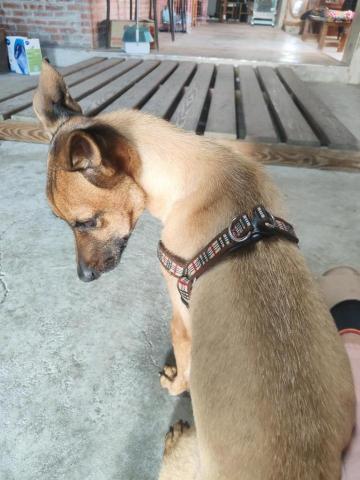 寶寶House渡假瘋 - Rio 雖然社恐但很愛黏我