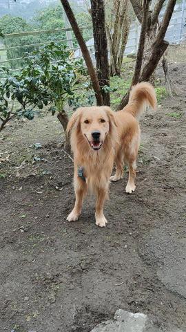 寶寶House渡假瘋 - 笨笨