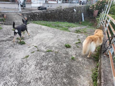 寶寶House渡假瘋 - 寶寶、福寶 大庭院