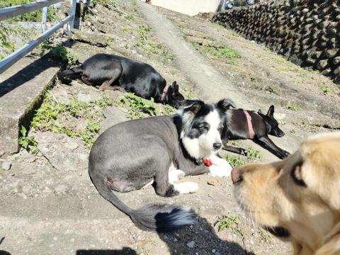 寶寶House渡假瘋 - 寶寶、貝拉、柚子、Lucky