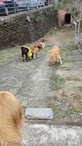 寶寶House渡假瘋 - 笨笨、柚子、麥麥、寶寶