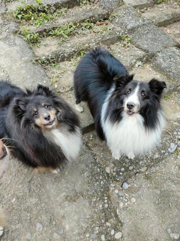 寶寶House渡假瘋 - 悟空、Happy
