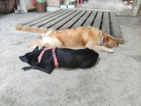 寶寶House渡假瘋 - 寶寶、柚子