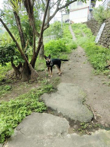 寶寶House渡假瘋 - 福寶（梅雨季時草長的真快?）