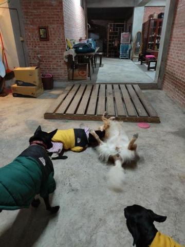 寶寶House渡假瘋 - 寶寶、柚子、Lucky、麻糬