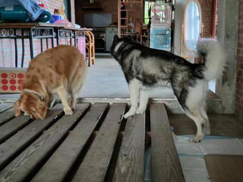 寶寶House渡假瘋 - 寶寶、泡芙