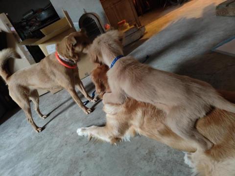 寶寶House渡假瘋 - 橘子、小莉、寶寶（騎馬打仗）