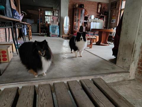 寶寶House渡假瘋 - 悟空、Happy