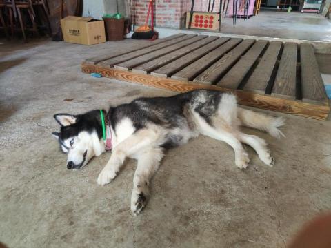 寶寶House渡假瘋 - 泡芙