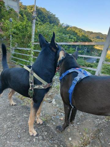 寶寶House渡假瘋 - 福寶、麻糬