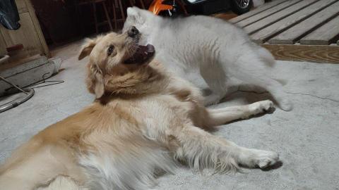 寶寶House渡假瘋 - 被小哈士奇玩壞的寶寶