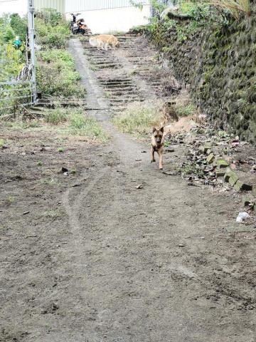 寶寶House渡假瘋 - 寶寶 社牛、Rio 超級社恐
